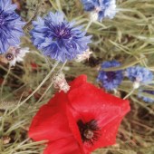 img_0148web