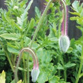 img_1393web