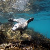 low_res_seal_snorkelling_27credit_tim_allsop