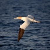 Gannet, seabird, coast, walk