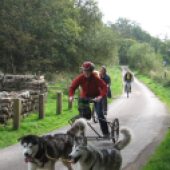husky, racing, Ravenglass, Lake District 