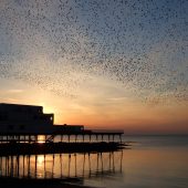 Starlings over Aberystwyth pier Photo: Joe Goodson/Shutterstock
