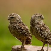 Muncaster Castle, Ravenglass, coast, birds, prey, hunter