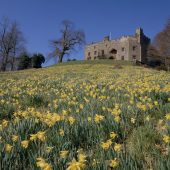 Muncaster Castle, yellow, flowers, blue sky, Ravenglass, sea, coast, lake district
