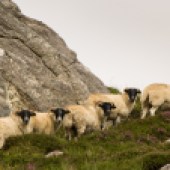 Sheep, Isle of Harris, Scotland