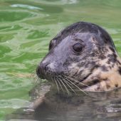 6. FOR RESCUED WILDLIFE Cornish Seal Sanctuary, Gweek