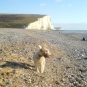 Basil, beach, Michael, challenge, walking, Dogs Trust, charity, campaign