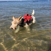 Basil, beach, Michael, challenge, walking, Dogs Trust, charity, campaign