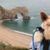 Basil, beach, Michael, challenge, walking, Dogs Trust, charity, campaign