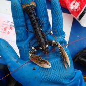 4. FOR SUSTAINABLE SEAS National Lobster Hatchery, Padstow