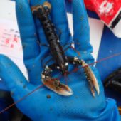 4. FOR SUSTAINABLE SEAS National Lobster Hatchery, Padstow