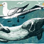 Tom Jay, illustration, illustrator, coast, magazine, maya plass, wildlife, column
