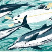 Tom Jay, illustration, illustrator, coast, magazine, maya plass, wildlife, column