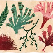 Tom Jay, illustration, illustrator, coast, magazine, maya plass, wildlife, column