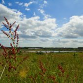 RSPB Minsmere Photo: Whin Hill