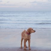 beach_retreats