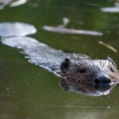 BEAVERS WHERE? Knapdale Forest (Argyll), Budleigh Salterton WHEN? Autumn WHY? Europe’s largest rodent, the beaver, was driven to extinction in the UK in the 16th-century – it was hunted for its fur, meat and oil with medicinal qualities. Now, beaver re-introduction trials are planned across England, Scotland and Wales. Head to Knapdale Forest in Scotland or Budleigh Salterton in Devon for a chance to glimpse the first beavers back in wild UK waters. They feed on trees, aquatic plants, grasses and shrubs, so