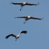 COMMON CRANES WHERE? Hickling Broad (Norfolk) WHEN? Winter WHY? The common crane is an ironic name, as these birds had been extinct from our shores for around 400 years until 1979, when a trio landed in Norfolk. There are now thought to be 75 cranes in Britain, and are well on course to becoming common once more. Wrap up warm to see these birds in their winter roosts or feeding in the fields, as searching on Norfolk’s flatlands can be a chilly business.