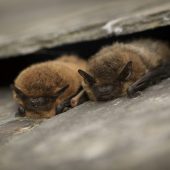 BATS WHERE? Alderney, Montrose Basin, Dorset AONB, Gwaith Powdwr WHEN? Summer WHY? These nocturnal mammals may be a Halloween costume favourite, but they’re really rather endearing. Bats find their way around using echolocation, which is a series of high-pitched clicks and burps. These sounds aren’t visible to the human ear, but they echo and bounce off the bats’ surroundings and prey. Head out to sea caves with a bat detector and you can tap in to their sounds.