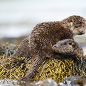 OTTERS WHERE? Cricklepit Mill (Exeter), Glenarm (Co. Antrim), Spey Bay, Cresswell Pond, Teifi Marshes WHEN? Winter WHY? Brought back from the edge of extinction in the 1970s and 80s, the otter is quite the survivor. It’s endured hunting, habitat destruction, poisonous pesticides and is now hopefully back for good living in our rivers. You have to be lucky to spot one in the flesh, so keep patient, look out for bubbles in the water and be aware of other wildlife in your surroundings – birds will often look a
