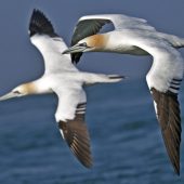 GANNETS WHERE? Alderney, Longhaven Cliffs, Skomer, Flamborough Cliffs WHEN? Summer WHY? The northern gannet is the largest of our seabirds, boasting a 6ft wingspan. They are best observed during a feeding frenzy, when they hover over a shoal of fish in the sea, fold their wings back tightly and plummet into the water at great speeds. For the best experience, head to the colonies of Les Etacs and Ortac on Alderney in the Channel Islands, where there are 8,000 pairs of gannets.
