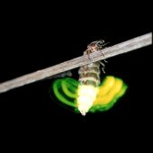 GLOW-WORMS WHERE? Bystock Pools (Exmouth), Snape Maltings, Newbourne Springs WHEN? Summer WHY? Glow-worms are active for just a few weeks in the summer months, so blink and you’ll miss them. During these weeks, they concentrate on mating often along coastal hedgerows, meadows and grassland. Females emit green lights through a chemical reaction in their abdomen to attract passing males, which fly along open areas of bucolic countryside in search of a mate. Choose warm, still evenings and avoid using a torch 
