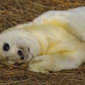 SEAL PUPS WHERE? Donna Nook National Nature Reserve (Lincolnshire), Isle of Man, Isle of Eigg, Isles of Scilly, Orkney, Skomer WHEN? Winter WHY? Our coastline hosts 40 per cent of the world’s population of Atlantic grey seals. After the heat of summer seals retreat to the sand dunes to give birth to their young, so the best time to see fluffy pups is at the end of November. After they have been, born seal pups make their way to the sea and begin lives of their own along the shoreline.