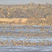 MIGRATING GEESE WHERE? Montrose Basin, Gibraltar Point, Holme Dunes, Cley Marshes, East Chevington, Spurn National Nature Reserve (Yorkshire) WHEN? Autumn WHY? Seeing a flock of pink-footed geese fly above your head is one of the most stunning spectacles on our coastline. It is also one of the most difficult to time. On an autumn day of their choosing, the geese will take flight from Iceland (where they spend the summer) to the Faroe Islands, before heading on to Montrose Basin in Scotland. Here, in October