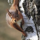 RED SQUIRRELS WHERE? Brownsea Island, Bouldner Forest (Isle of Wight), Glenarm Nature Reserve (Co. Antrim), Freshfield Dune Heath (Lancashire), Spey Bay, Druridge Bay WHEN? Autumn WHY? During the autumn months red squirrels forage for nuts and pine seeds to cache for the winter, so it’s a great time to get out and search for them. The total UK population is now recorded to be around 120,000 after being greatly reduced by the introduction of grey squirrels and a ‘squirrel pox’ virus. These cute creatures as 