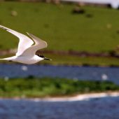 SANDWICH TERNS WHERE? Isle of Anglesey, South Walney, Brownsea Island, Rye Harbour, Cley Marshes WHEN? Summer WHY? As well as being named after every beach-goers favourite picnic snack, Sandwich terns are graceful, admirable creatures. They are distinguished from other terns by a black bill with a yellow tip, a shaggy black crest and a white forehead, making them stand out on the shoreline. A natural lagoon behind Cemlyn Bay on the Isle of Anglesey hosts one of the UK’s biggest populations, so head there fo