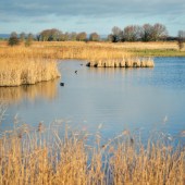 Beach, West Sussex, coast, Selsey, home, things to do, Pagham harbour, nature