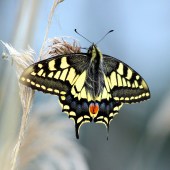 SWALLOWTAIL BUTTERFLIES WHERE? Norfolk Broads WHEN? Summer WHY? Swallowtails are our largest butterfly. Incredibly rare, they’re drawn to wetland flowers and milk parsley, which is the plant on which they lay their eggs. They like to feed on yellow and purple flowers such as red campion and yellow iris. The pretty creatures have two ‘tails’ and two red and blue ‘false eyes’, which are designed to convince predators that they’re a two-headed butterfly.
