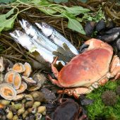 WILD FOODS BY SEA KAYAK CORNWALL