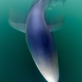 ‘Beautiful Blue’ by Will Clark taken in Cornwall, England