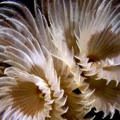 ‘Feather Spirals’ by Jane Morgan taken in Weymouth, Dorset, England