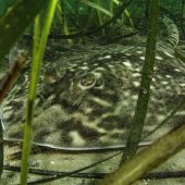 ‘Thornback Ray Resting in Eel Grass Bed’ by Mark Webster taken at Grebe Beach on the Helford River, Cornwall