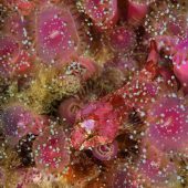 ‘In the Pink’ by George Stoyle taken at St Kilda, Scotland