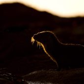 ‘Whisker of Light’ by Josh Jaggard taken on Unst, Shetland Isles, Scotland