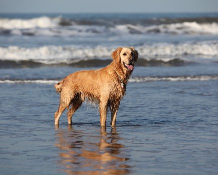 dog-on-beach-header