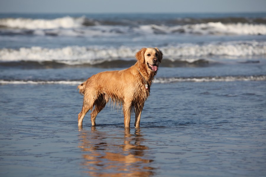 dog-on-beach-header