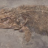 ichthyosaur