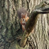 squirrell