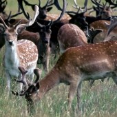 Fallow deer in Phoenix Park