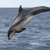 7. FOR WILDLIFE EXPERIENCES Northern Experience Wildlife Tours, Northumberland