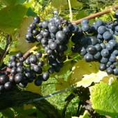 5. FOR FINE WINE East Sussex & Kent