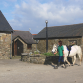Saddle up for a horse-riding lesson at Clyne Farm