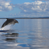 bottlenose_dolphin_2_web