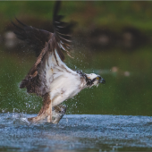 osprey_fish_2_web