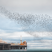 Peter Stevens – Murmurations over Brighton Pier, East Sussex, England (Landscape Photographer of the Year – Classic View 2015)