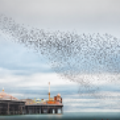 Peter Stevens – Murmurations over Brighton Pier, East Sussex, England (Landscape Photographer of the Year – Classic View 2015)